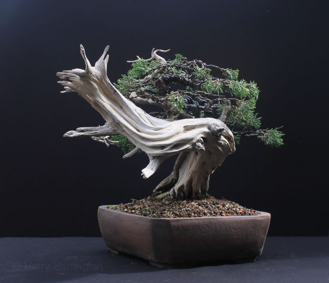 itoigawa juniper bonsai